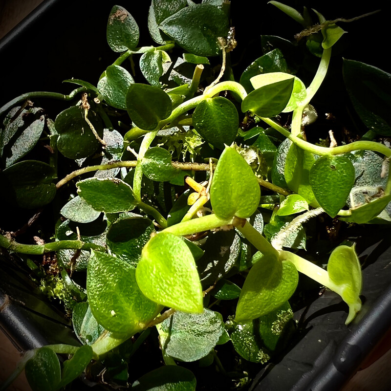 Rhaphidophora pachyphylla