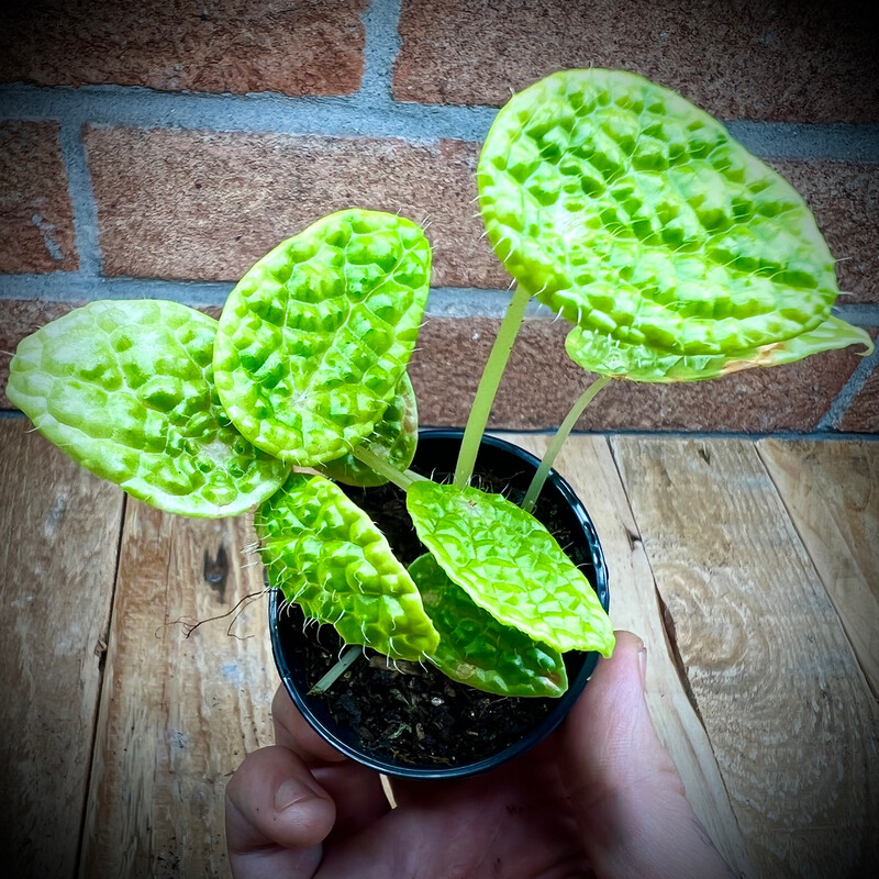 Begonia microsperma