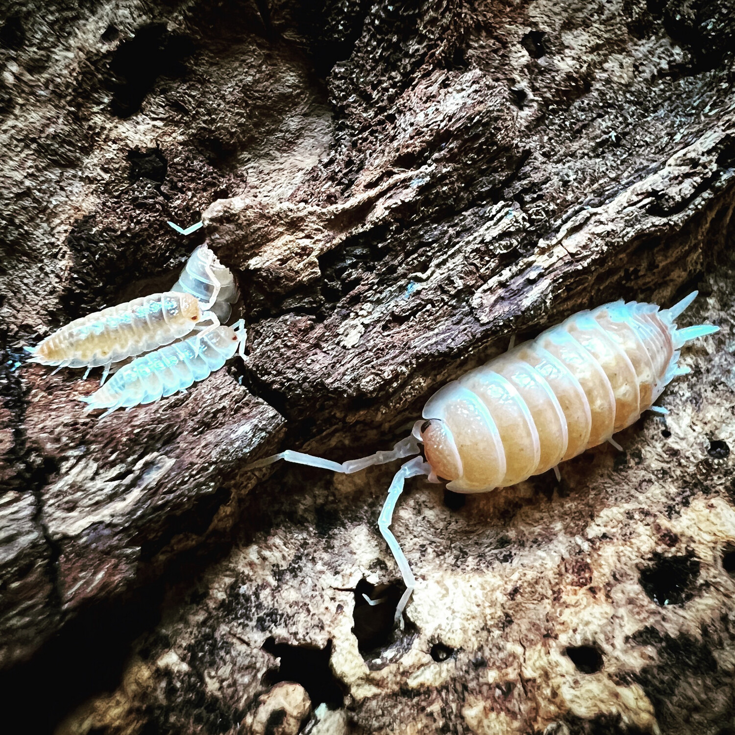 Porcellio Ornatus 'Tangerine Dream'