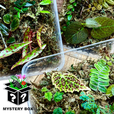PLANT CUTTING MYSTERY BOXES