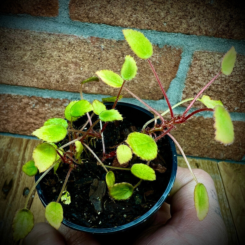 Begonia vankerckhovanii