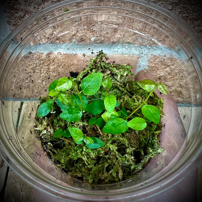 Ficus pumila var minima