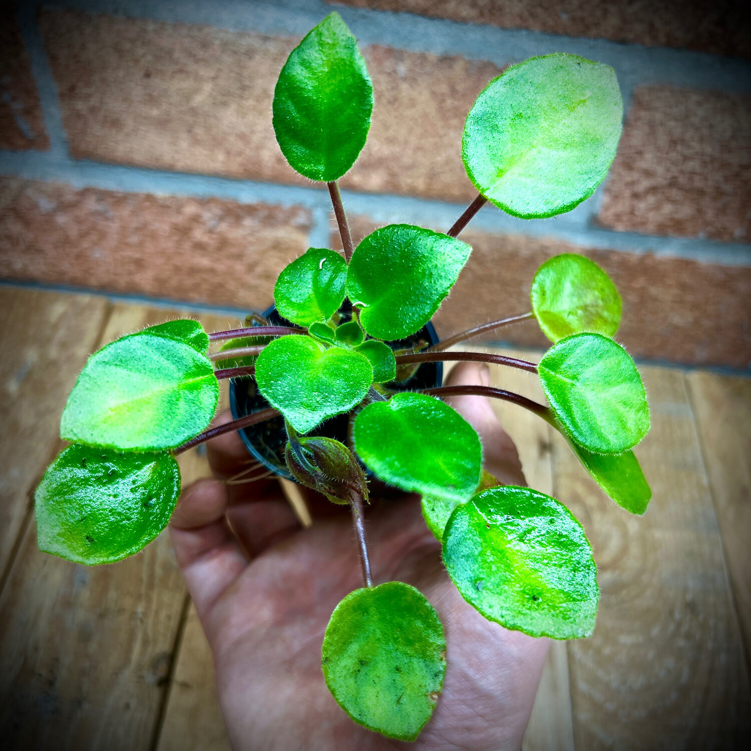 Chirita tamiania, Chirita tamiania: Chirita tamiania -3x leaf Cutting
