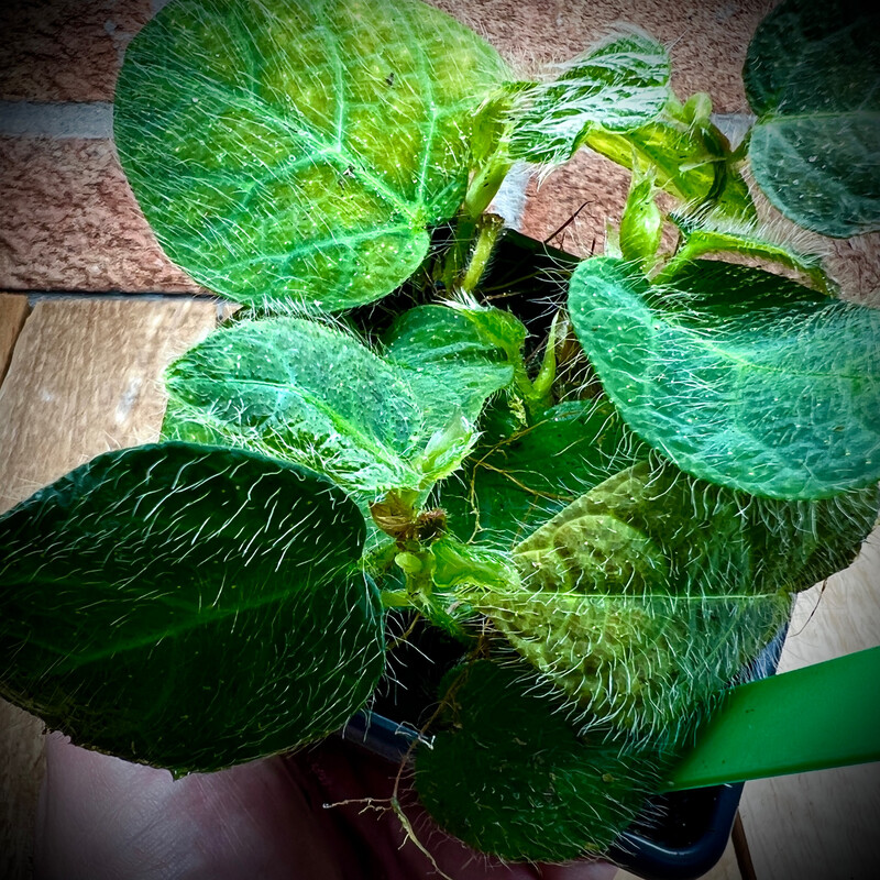 Ficus villosa