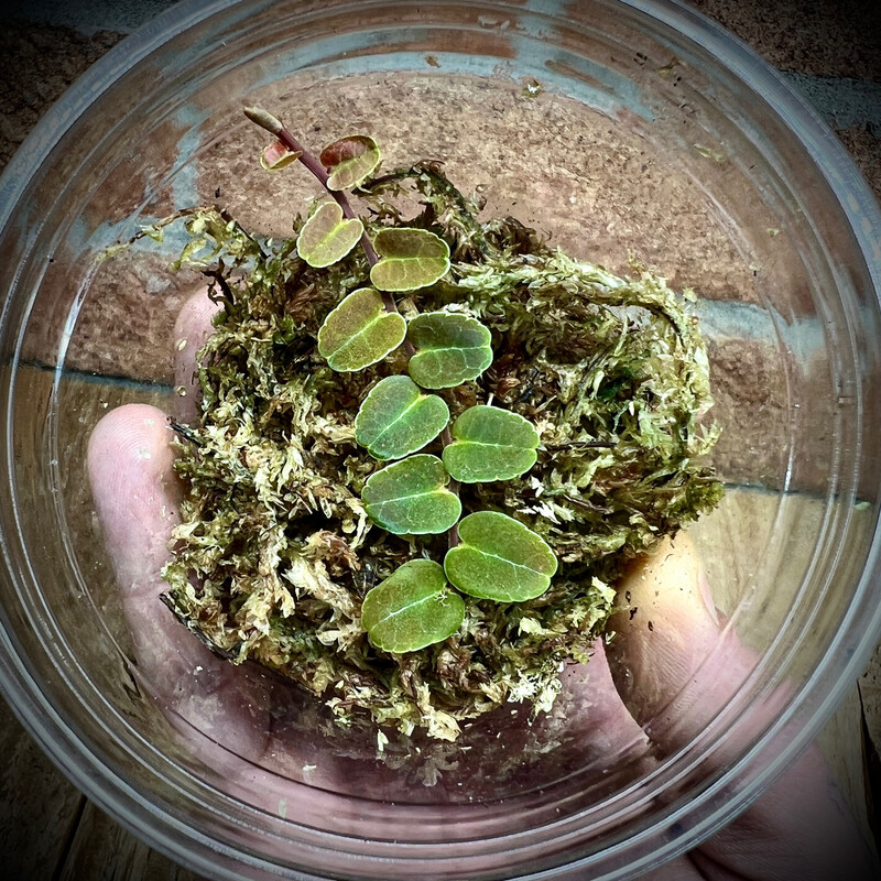 Marcgravia sp 'Melon'