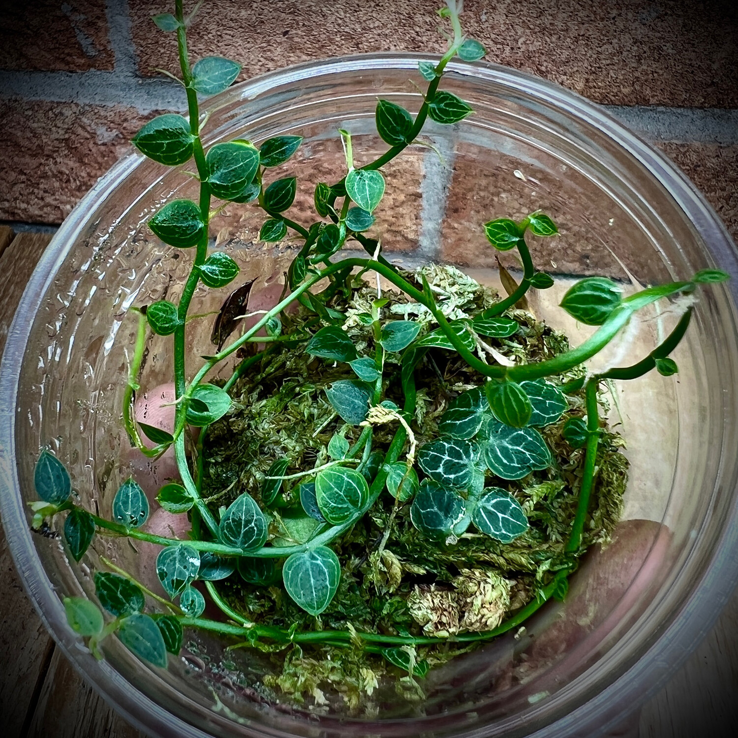 Rhaphidophora cryptantha