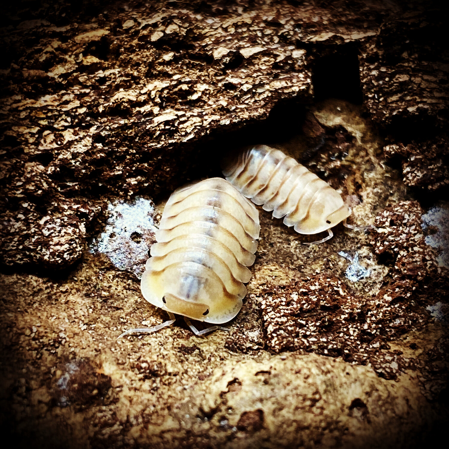 Cubaris sp 'Caramel Cream'