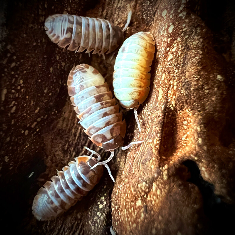 Armadillidium klugi ‘Nebula'