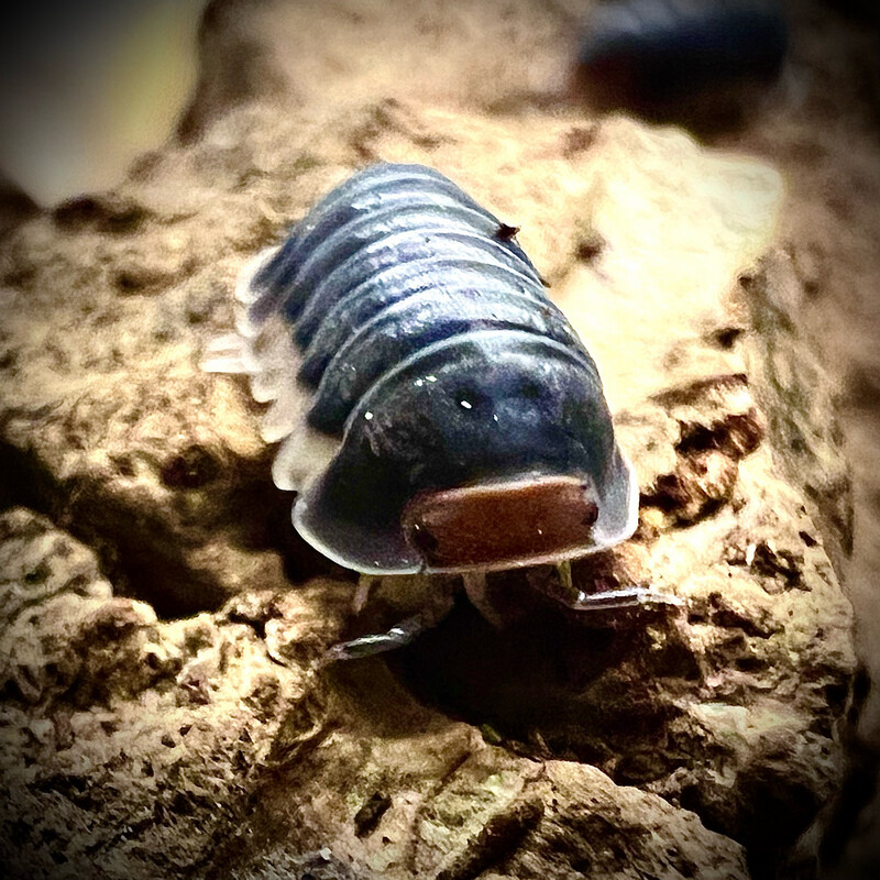 Cubaris sp 'Pak Chong'