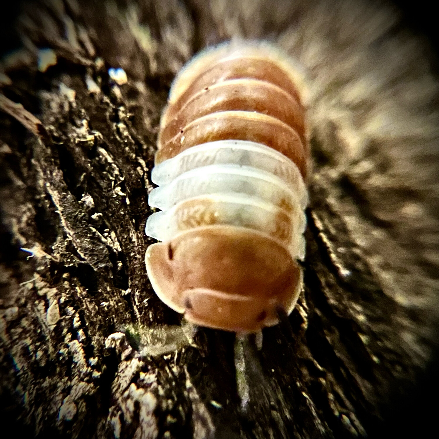 Cubaris sp 'Red Panda'