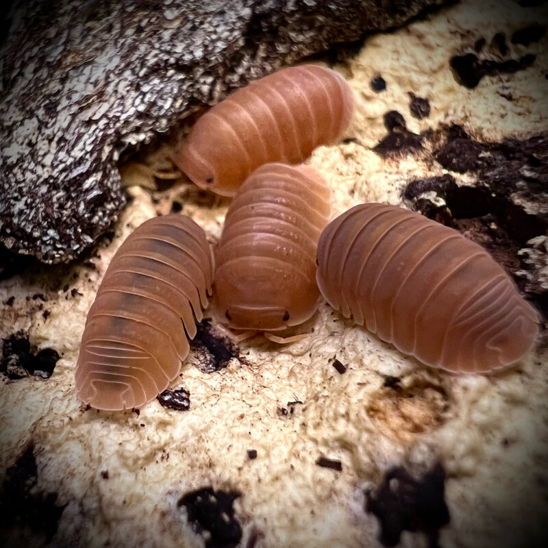 Cubaris murina 'Mandarin'