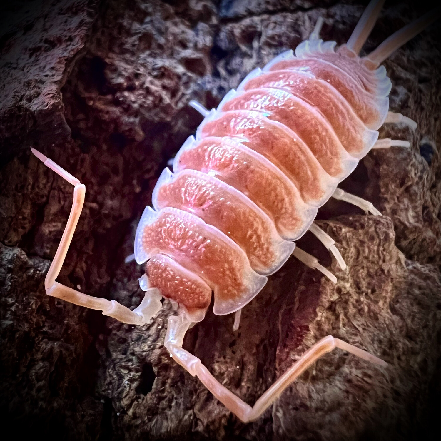 Porcellio hoffmanseggi 'Orange'