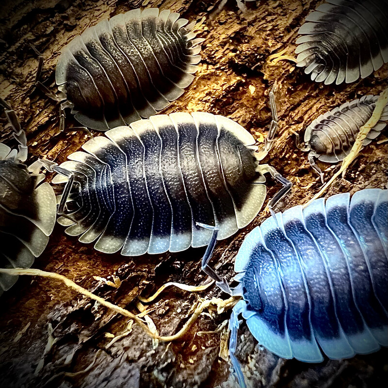 Porcellio werneri