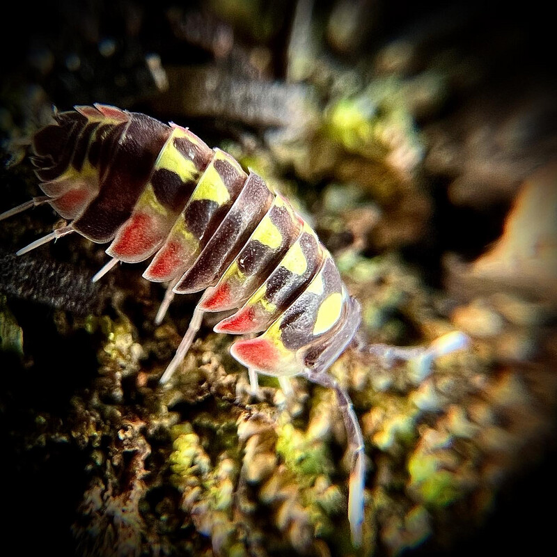 Merulanella sp 'Red Diablo'