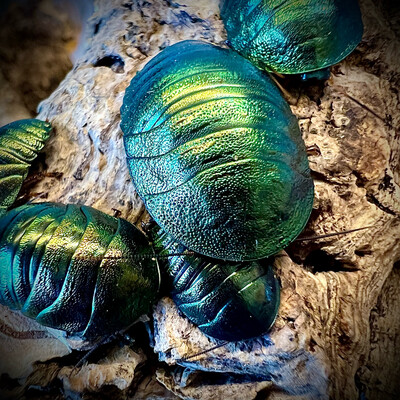 Emerald Cockroach