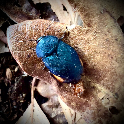 Sapphire Cockroach