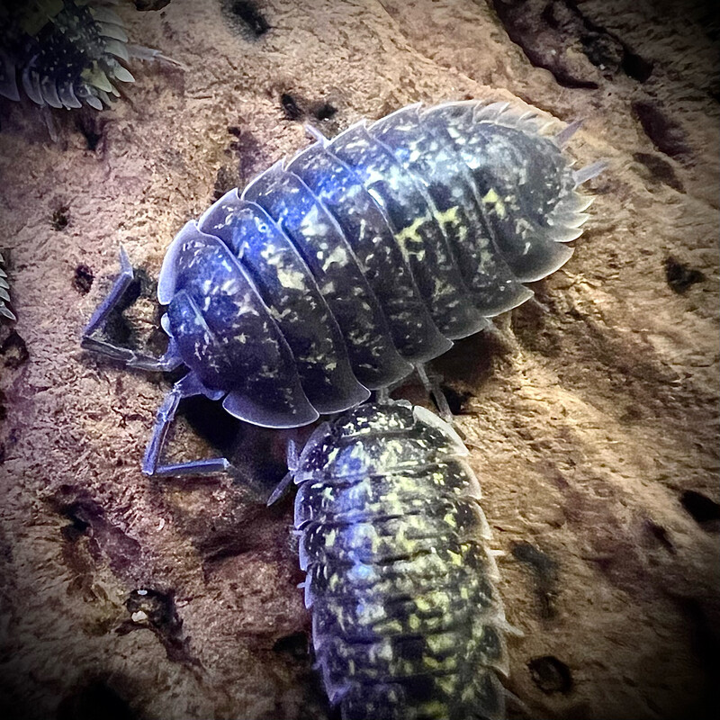 Porcellio flavormarginatus 'Crete'