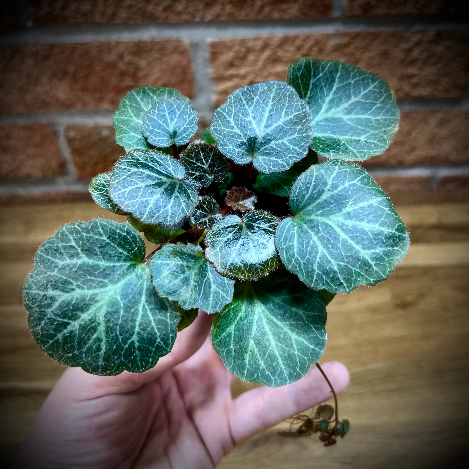 Strawberry Begonia