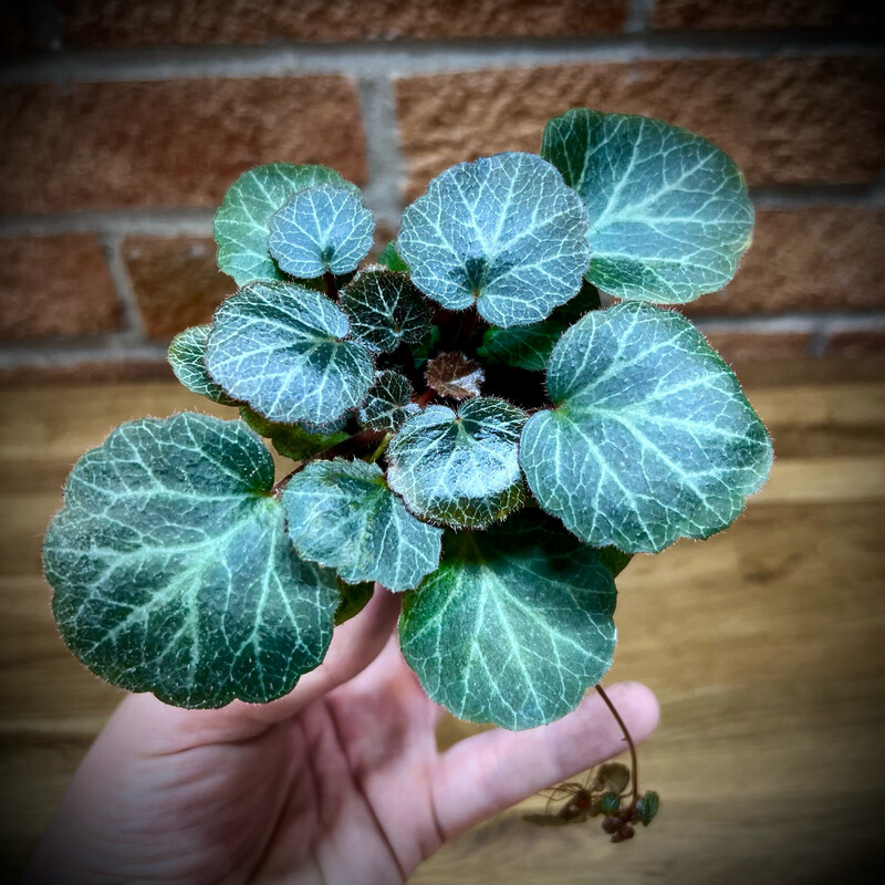 Strawberry Begonia