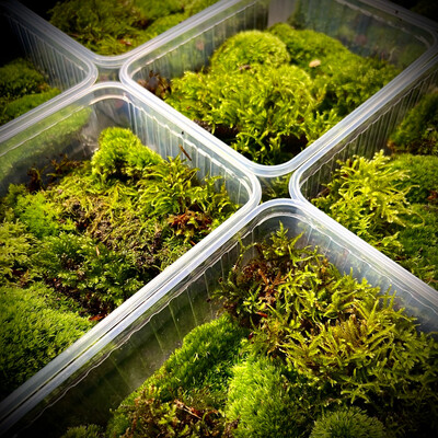 Assorted Native Forest Moss