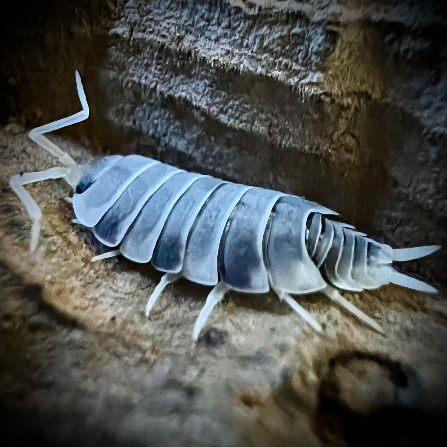 Porcellio pruinosus 'Oreo Crumble'