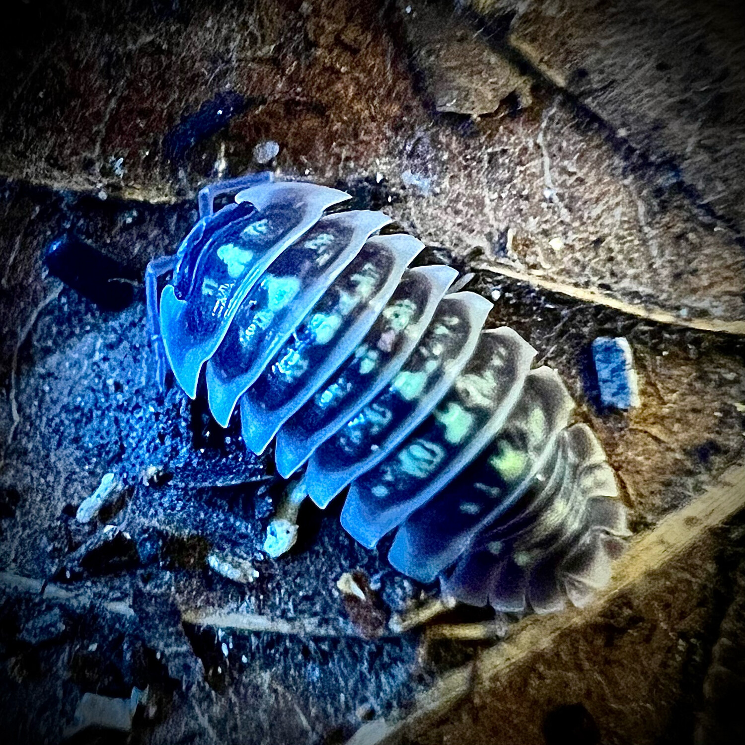 Armadillidium ruffoi