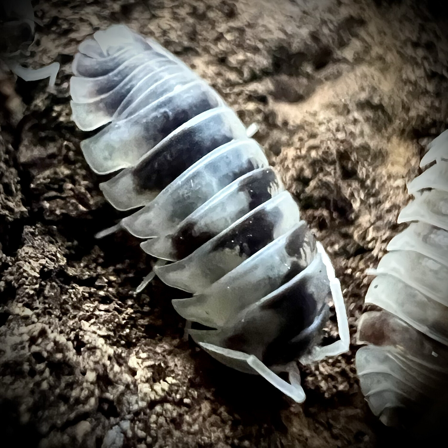 Armadillidium nasatum 'Dalmatian'