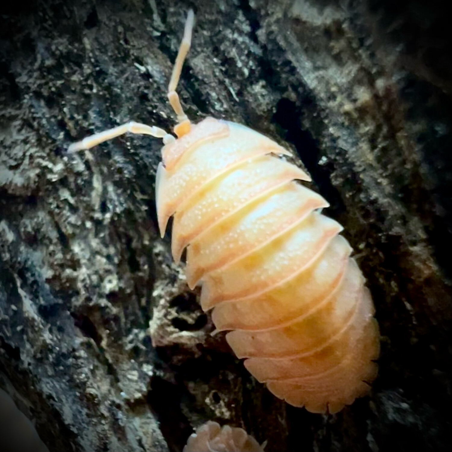 Armadillidium Pallasi 'Orange'
