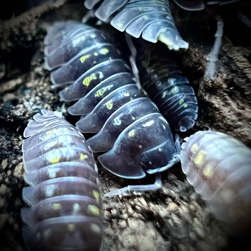 Armadillidium tirolense 'Lake Garda'