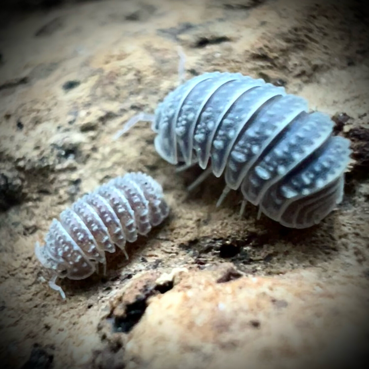 Armadillo tuberculatus