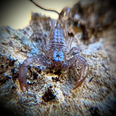 Pygmy Wood Scorpion 0.5-1cm
