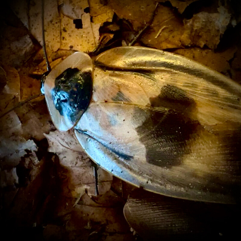 Deaths Head Cockroach