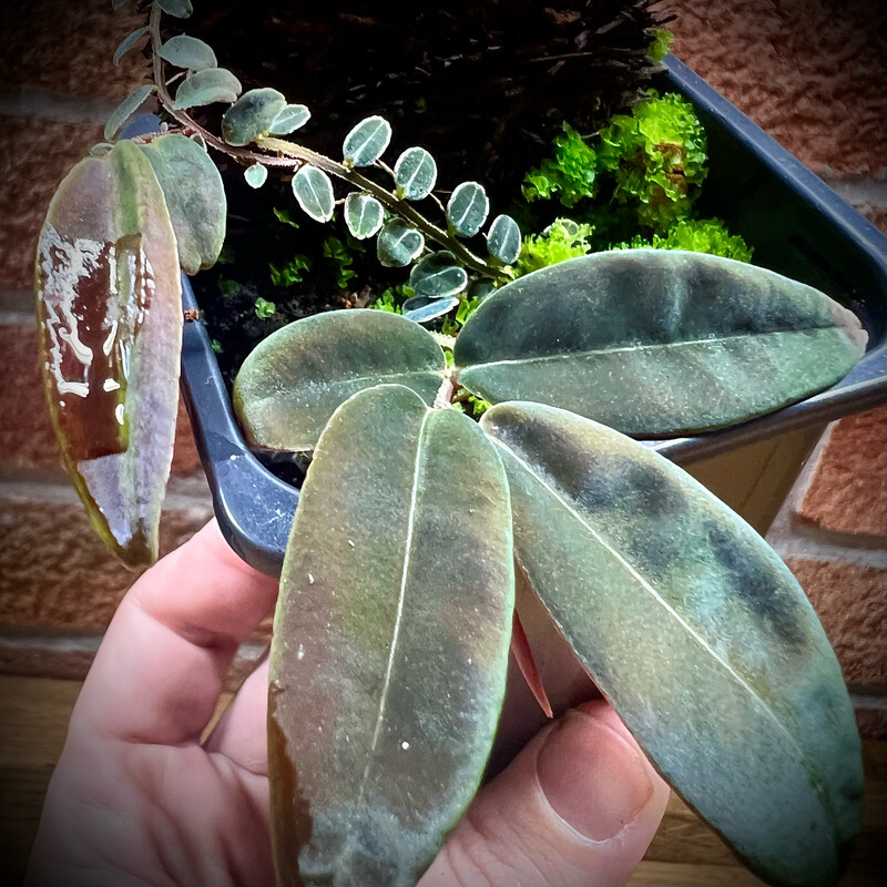 Marcgravia 'El Coco'
