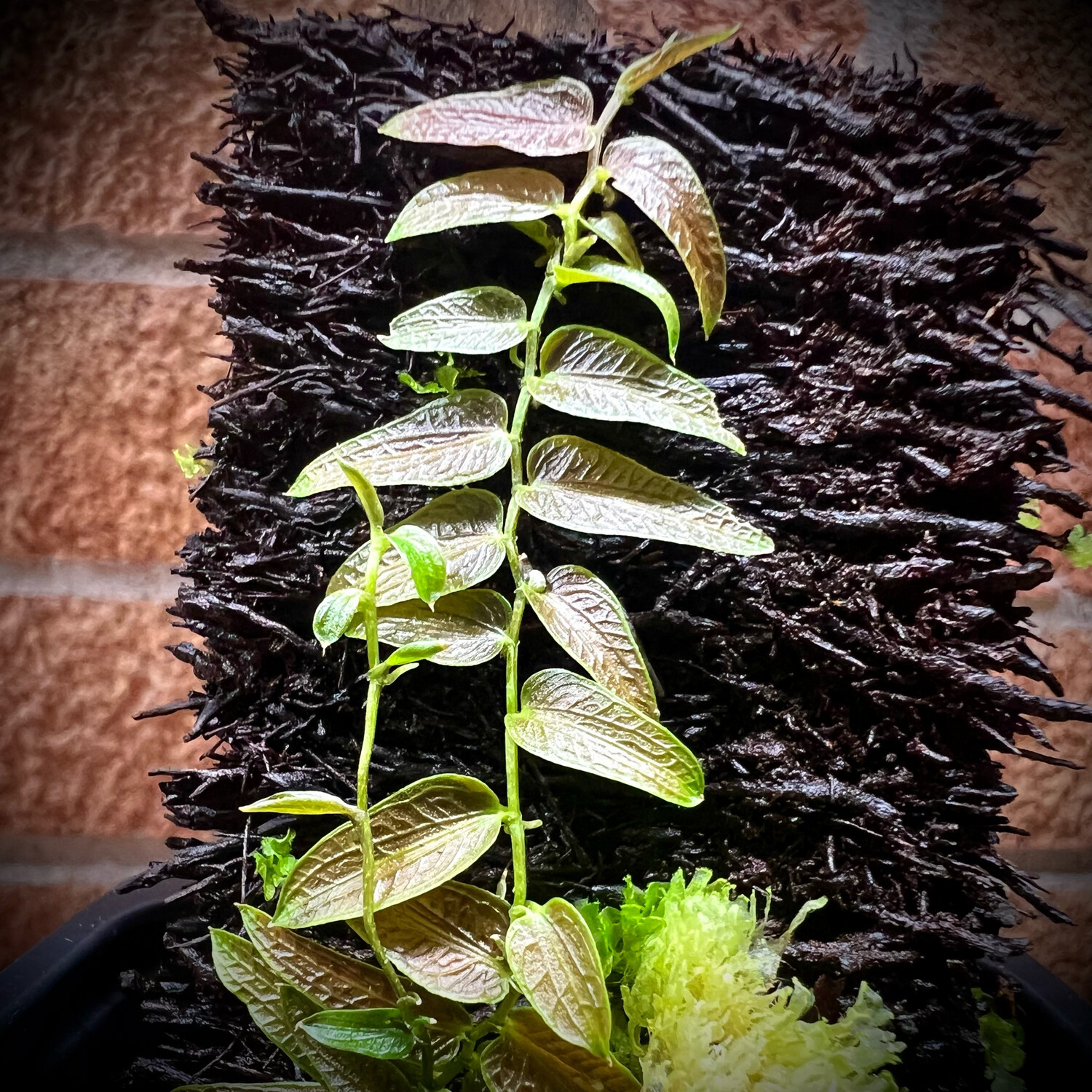 Pothos barbinatus, Pothos barbinatus: Cutting