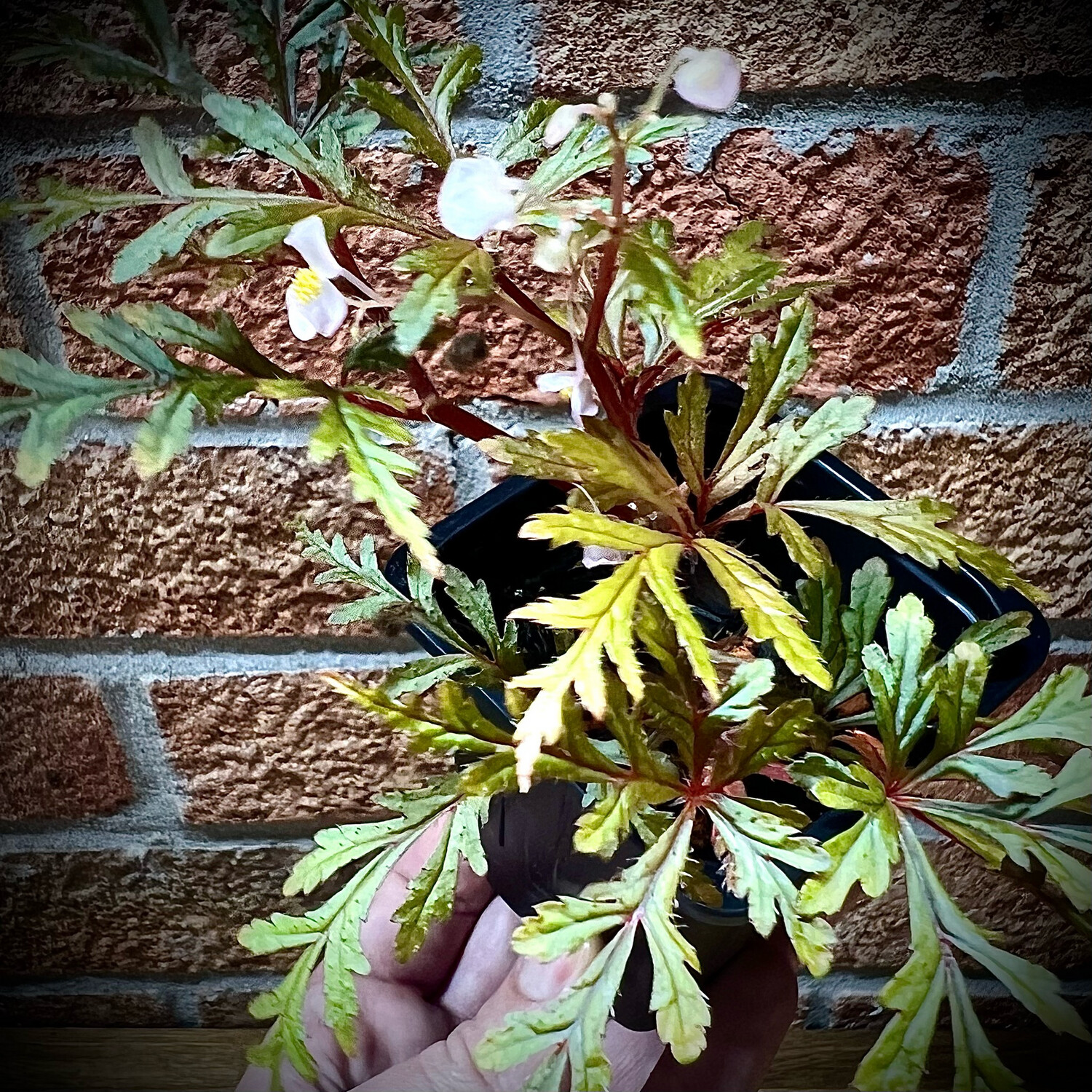 Begonia polilloensis, Begonia polilloensis: 5cm pot