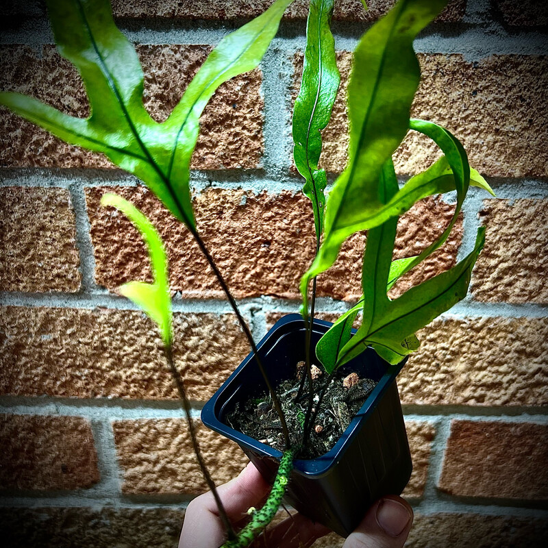 kangeroo Fern (Microsorum diversifolium)