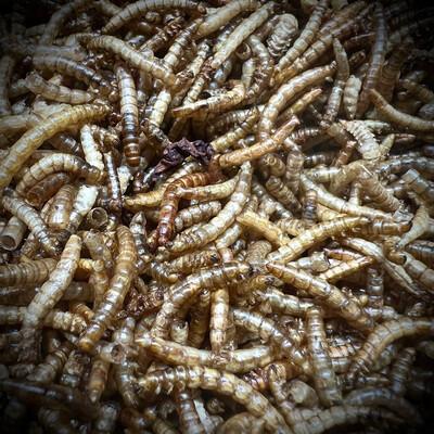 Isopod Gourmet - Dried Mealworms