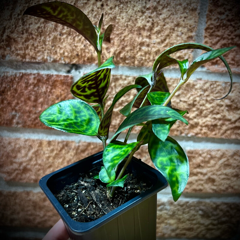 Zebra Vine (Aeschynanthus marmoratus)