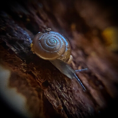 Garlic Snail (oxychilus alliarius)