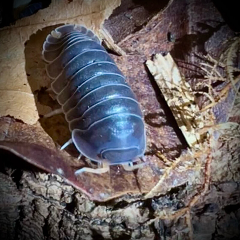 Cubaris sp 'Piggy'