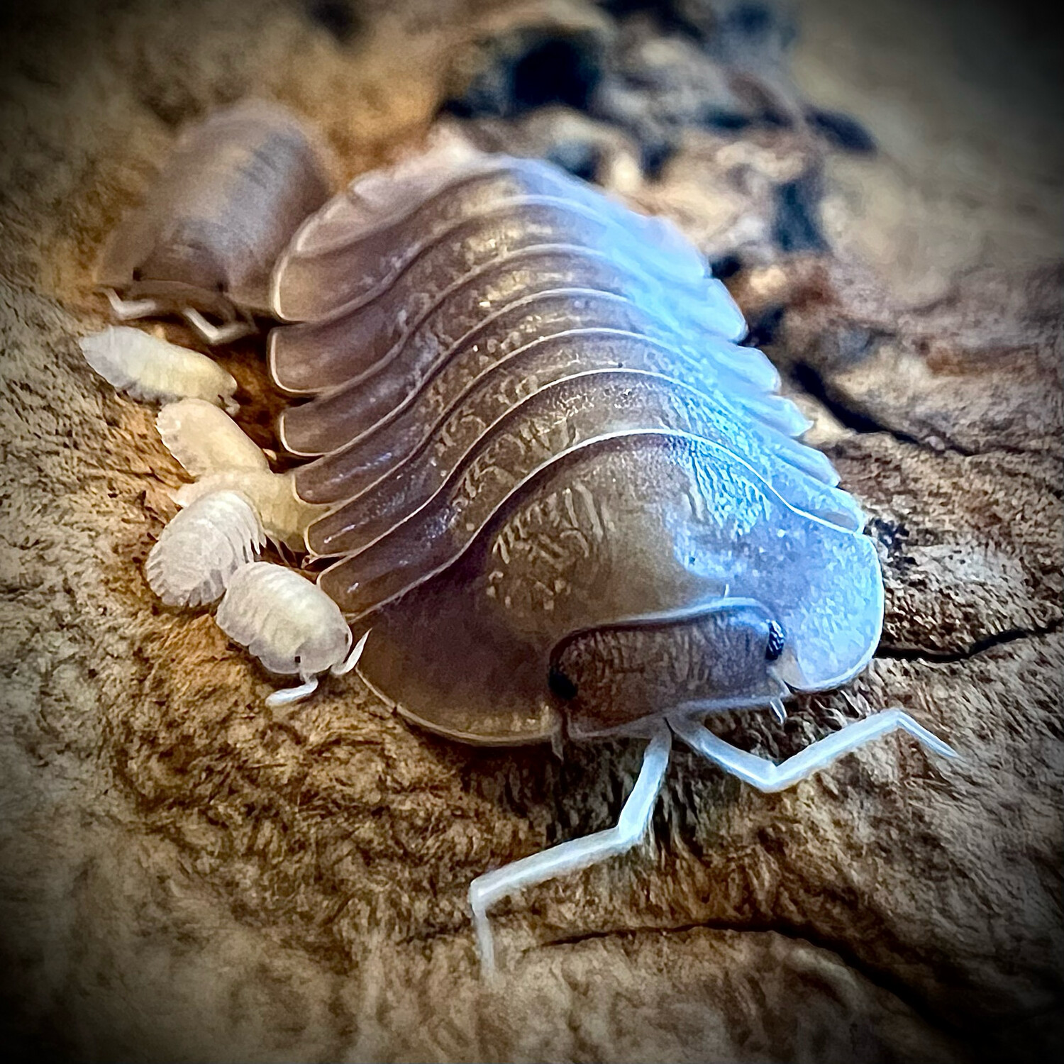 Troglodillo sp 'Soil'