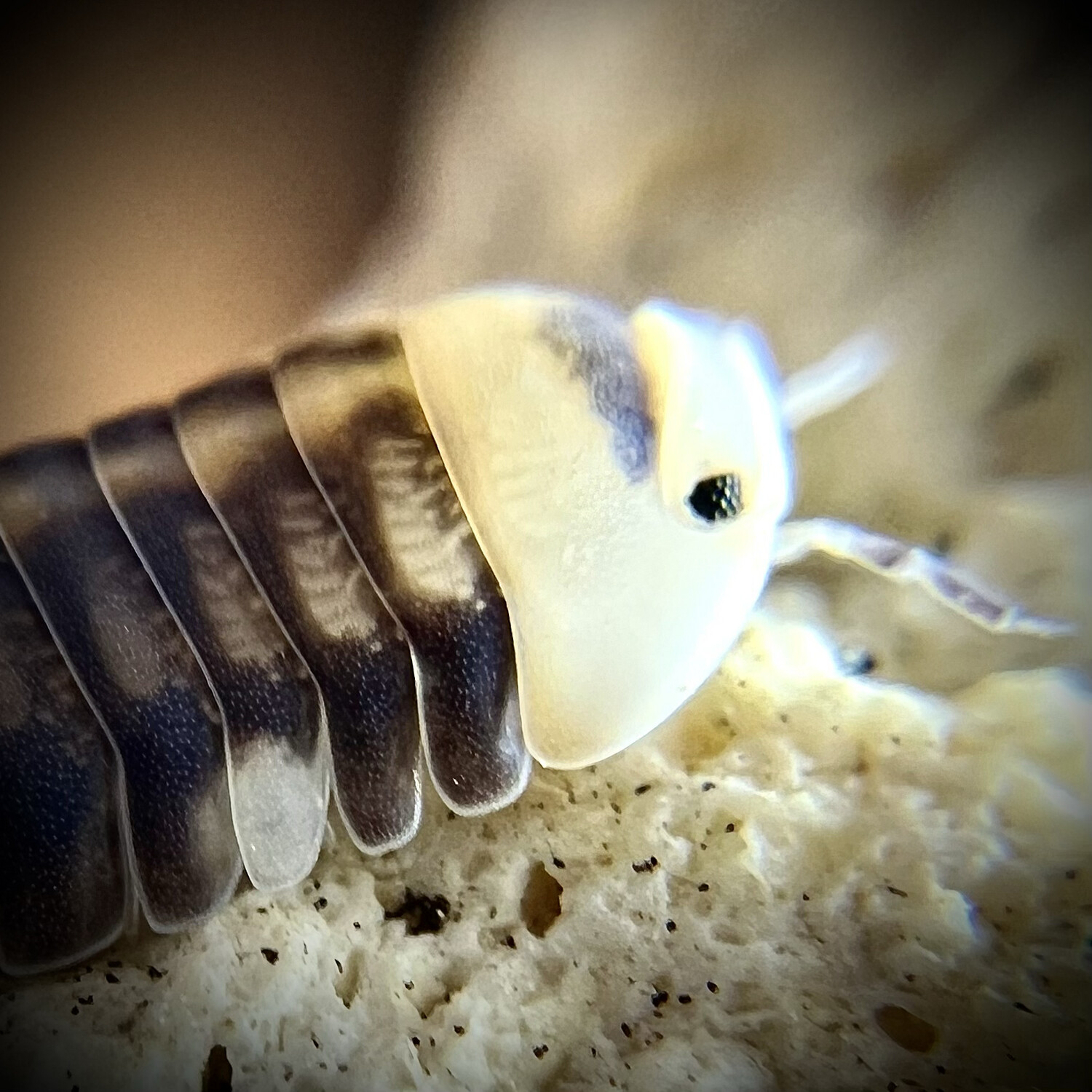 Cubaris sp 'White Ducky'