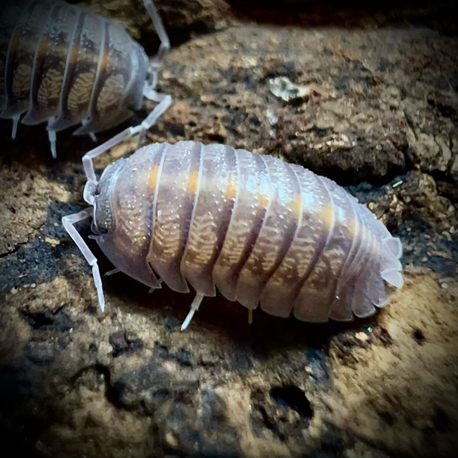 Armadillidium insulare