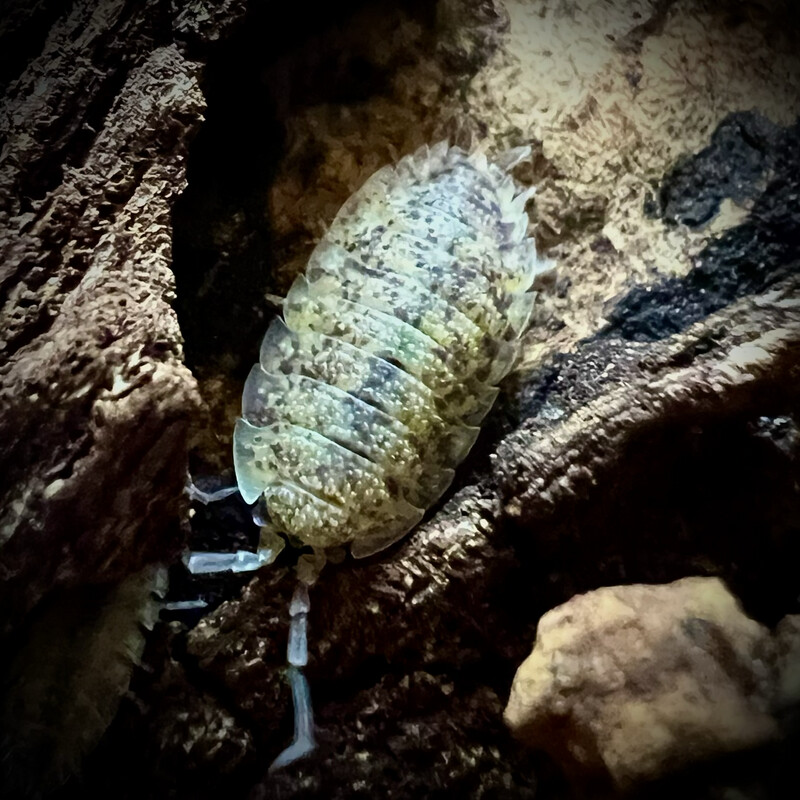 Porcellio Scaber 'Arenaria'