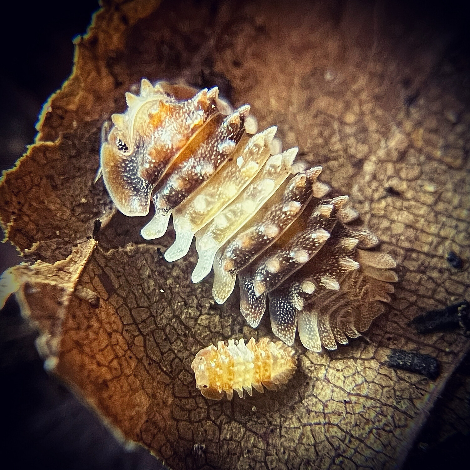 Isopoda sp ,Thai Spikey', Isopoda sp ,Thai Spikey': x5