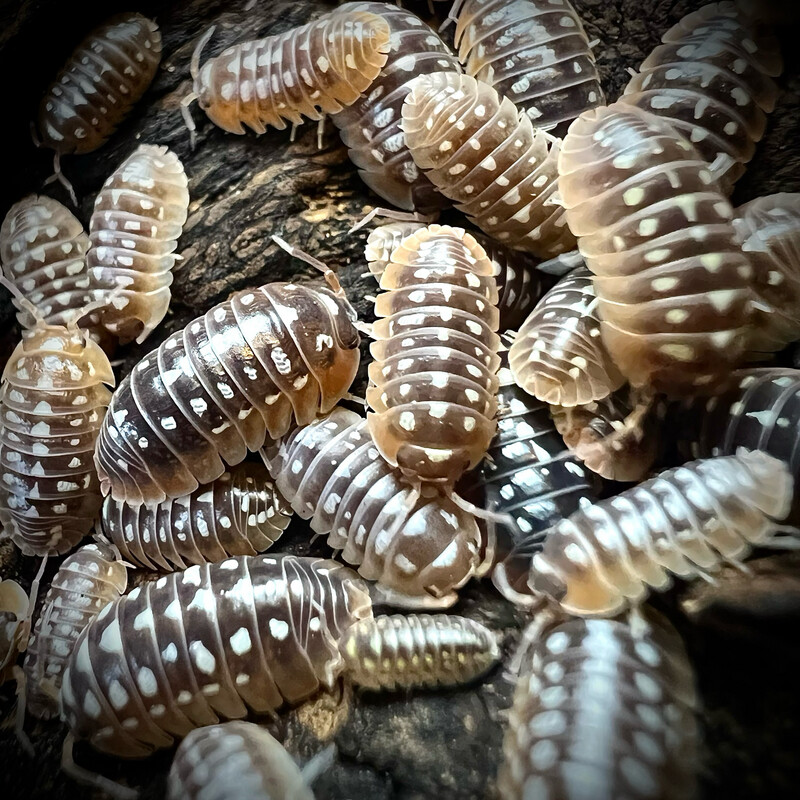 Armadillidium flavoscutatum