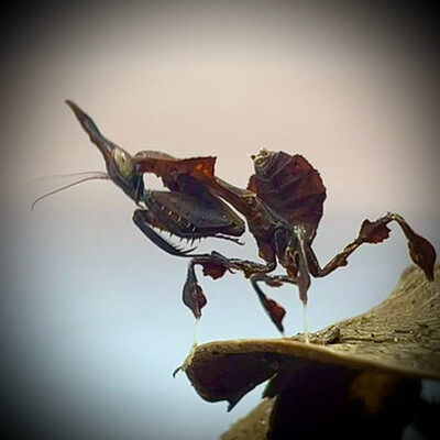 Ghost Mantis (Phyllocrania paradoxa) L3+