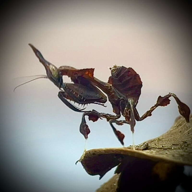 Ghost Mantis (Phyllocrania paradoxa)  L3+