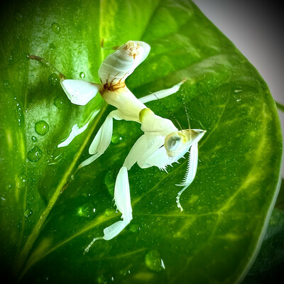 Orchid Mantis (Hymenopus coronatus) L3+