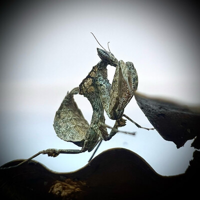 Madagascan Dead Leaf Mantis (Bransikia freyi) L3+